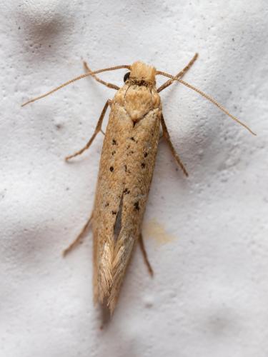 Réf. 349 370 : Myrmecozela ataxella